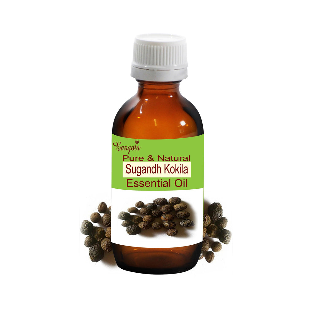 Sugandh Kokila Essential Oil Pure Natural Cinnamomum Glaucescens Aromatherapy Perfumery