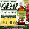 Lantana Camara Essential Oil Natural Skin Care Acne Relief Calming Aromatherapy Herbal Oil Pure